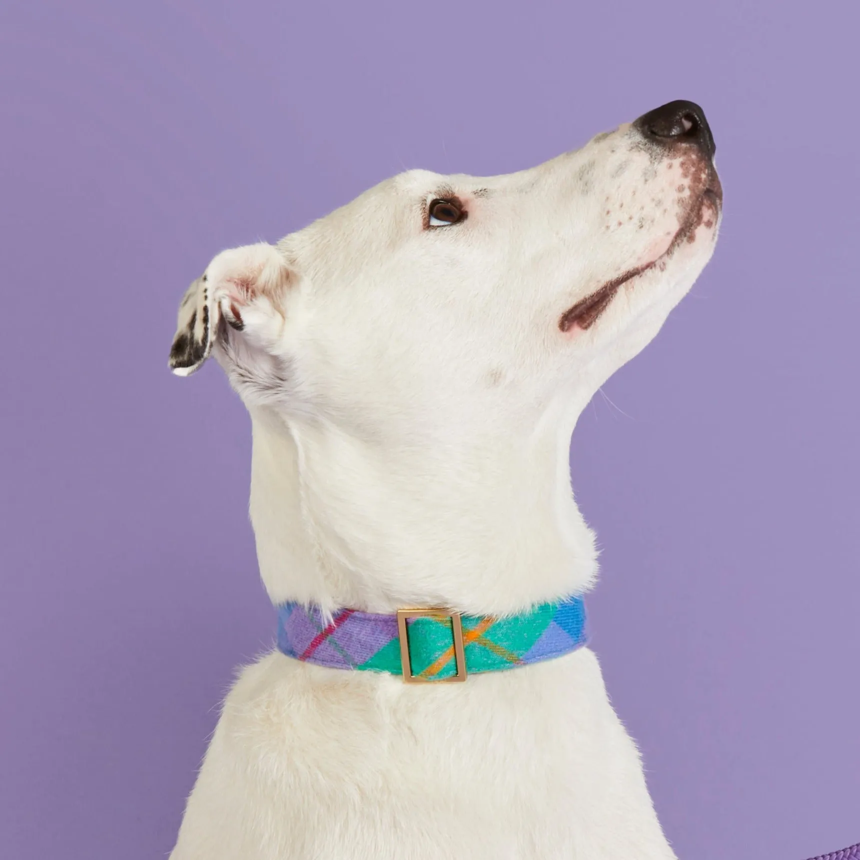 Fable Plaid Flannel Dog Collar